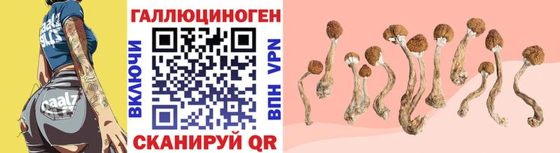 гидра ссылки  где купить   Кувандык  Псилоцибиновые грибы Psilocybe 